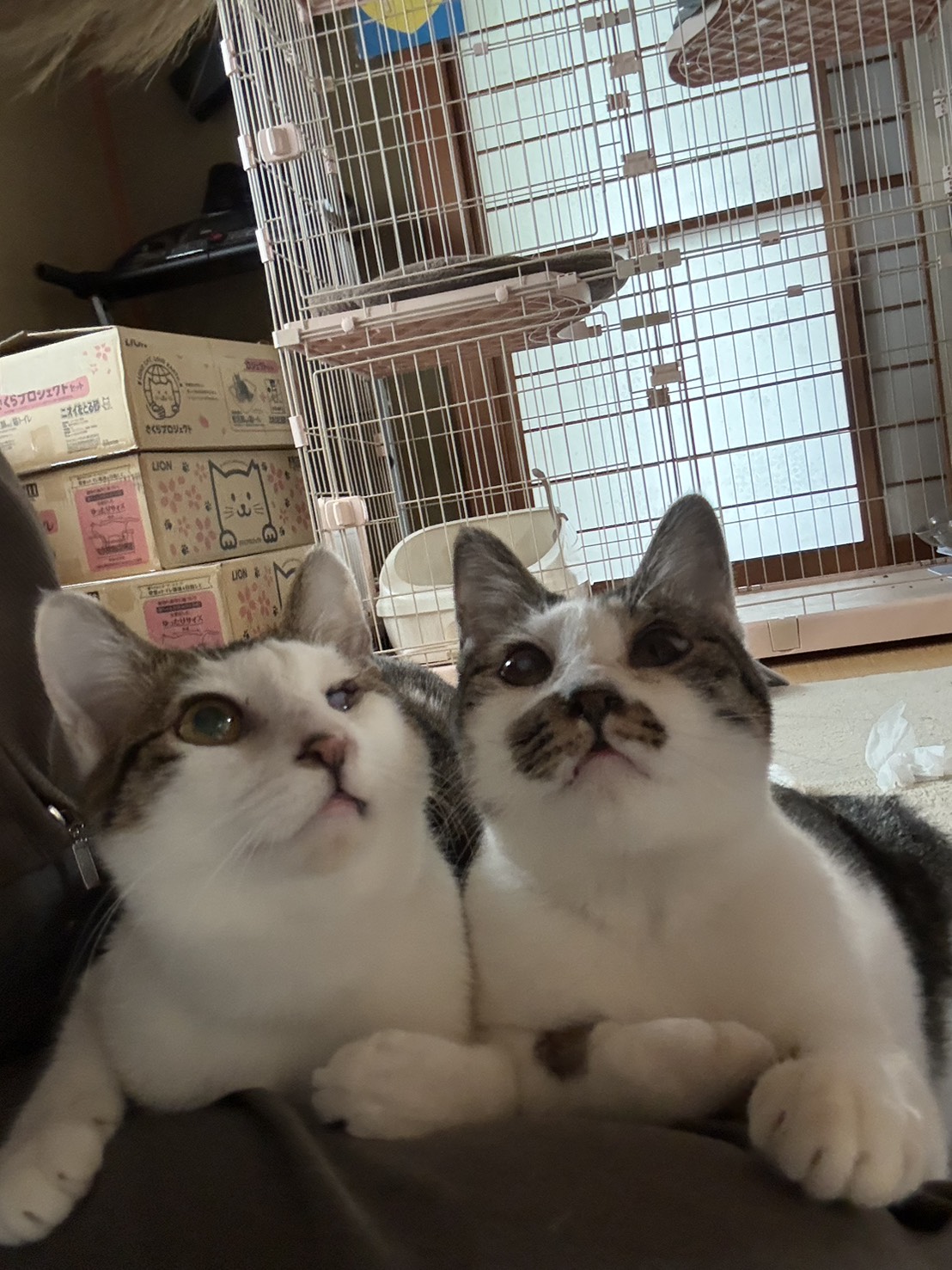 黒猫の写真