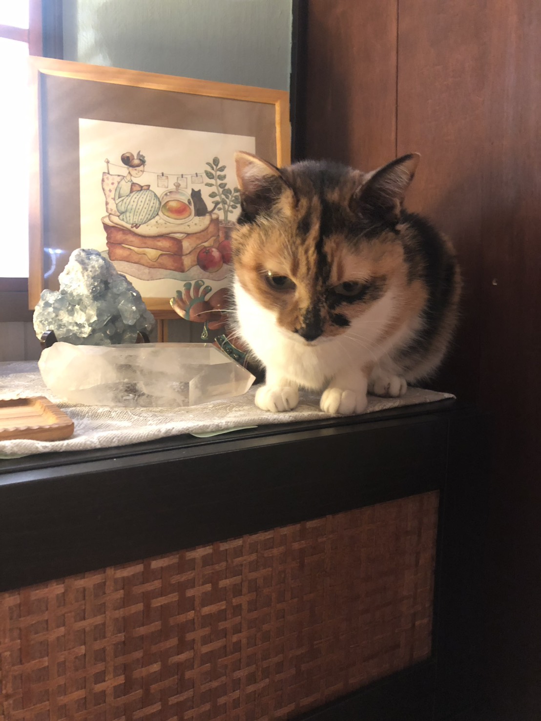 黒猫の写真